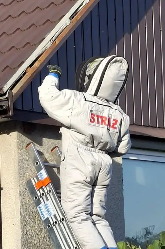 Strażacy usunęli gniazdo owadów błonkoskrzydłych w Ksawerowie